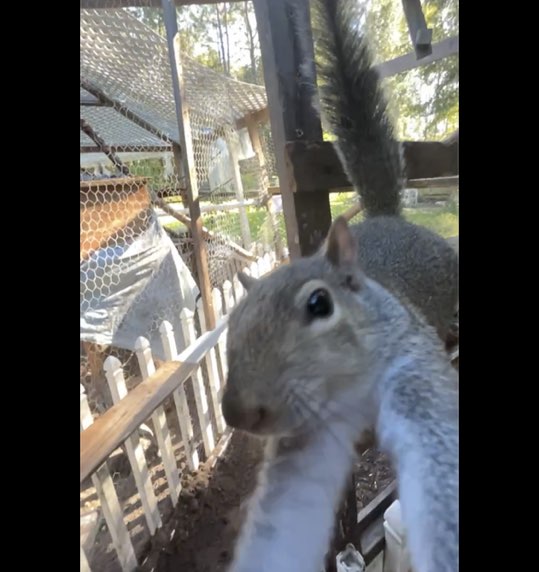 CrazySquirrel