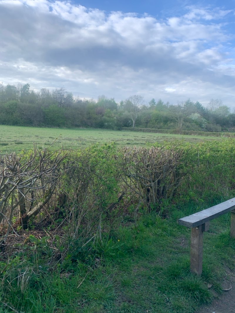walking near me in Brierley Forest Park in spring