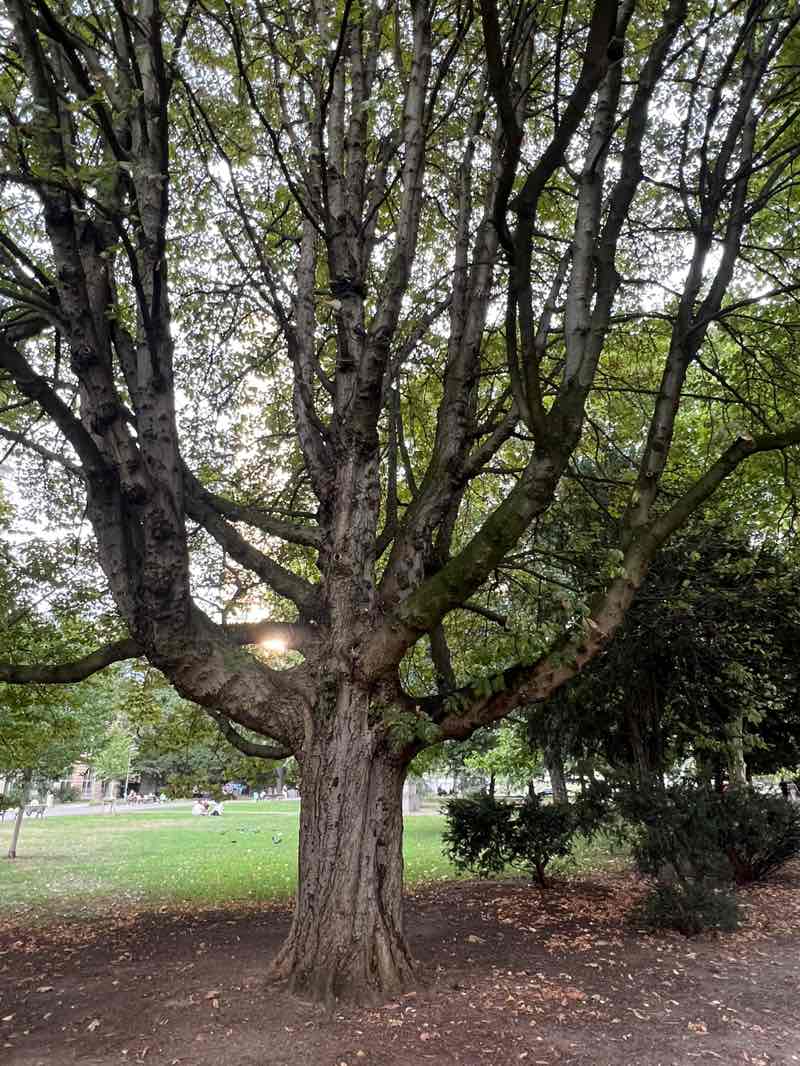 walking near me in Gallusanlage in autumn