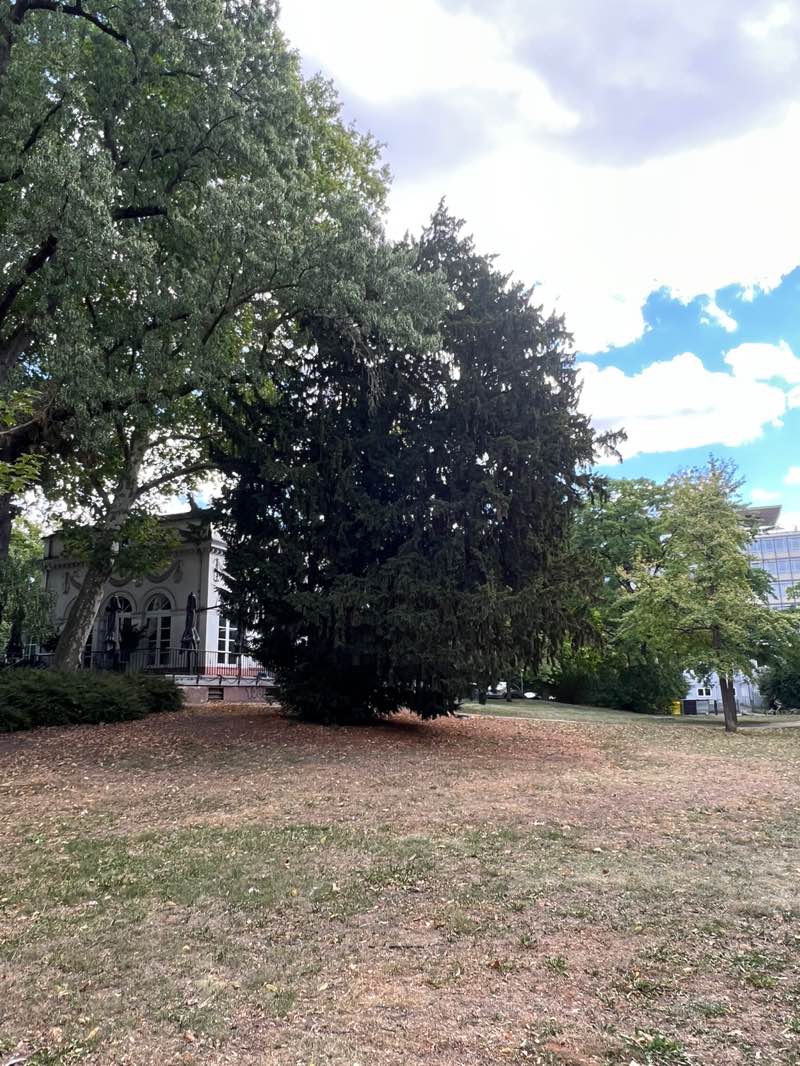 walking near me in Friedberger Anlage in autumn