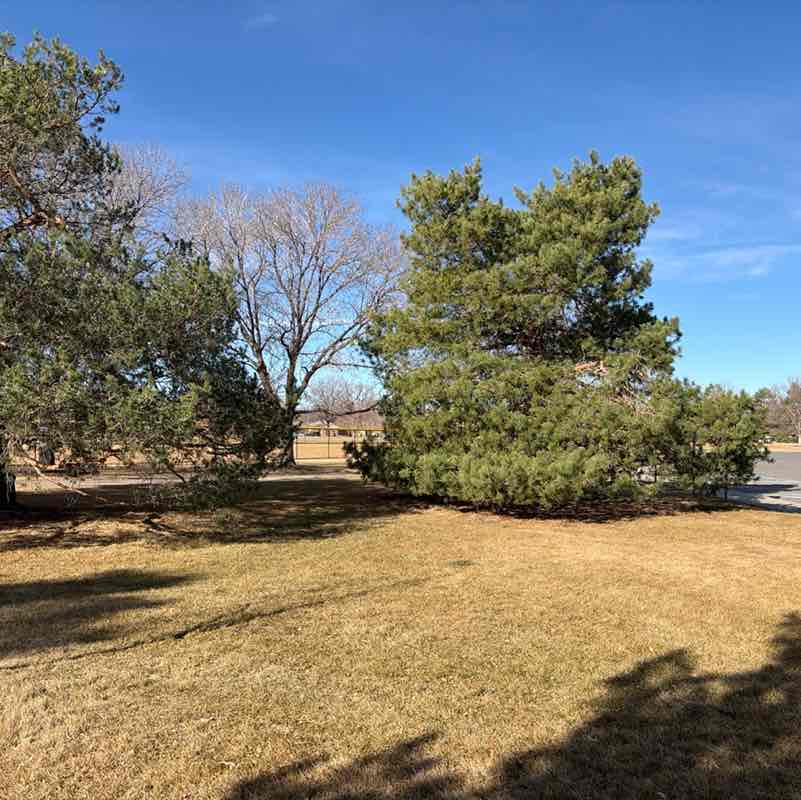 greyhound.lovers post 1