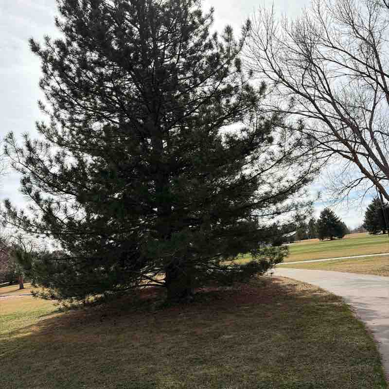 greyhound.lovers post 1