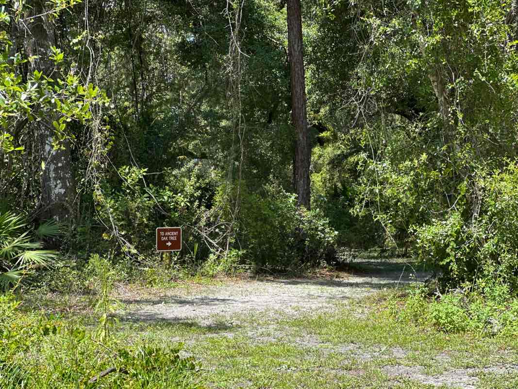 walking near me in Dade Battlefield Historic State Park in autumn