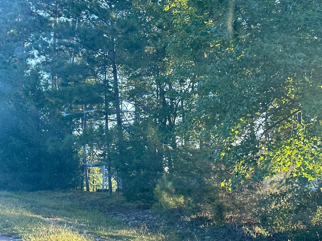 walking near me in Georgia Forestry Commission in autumn