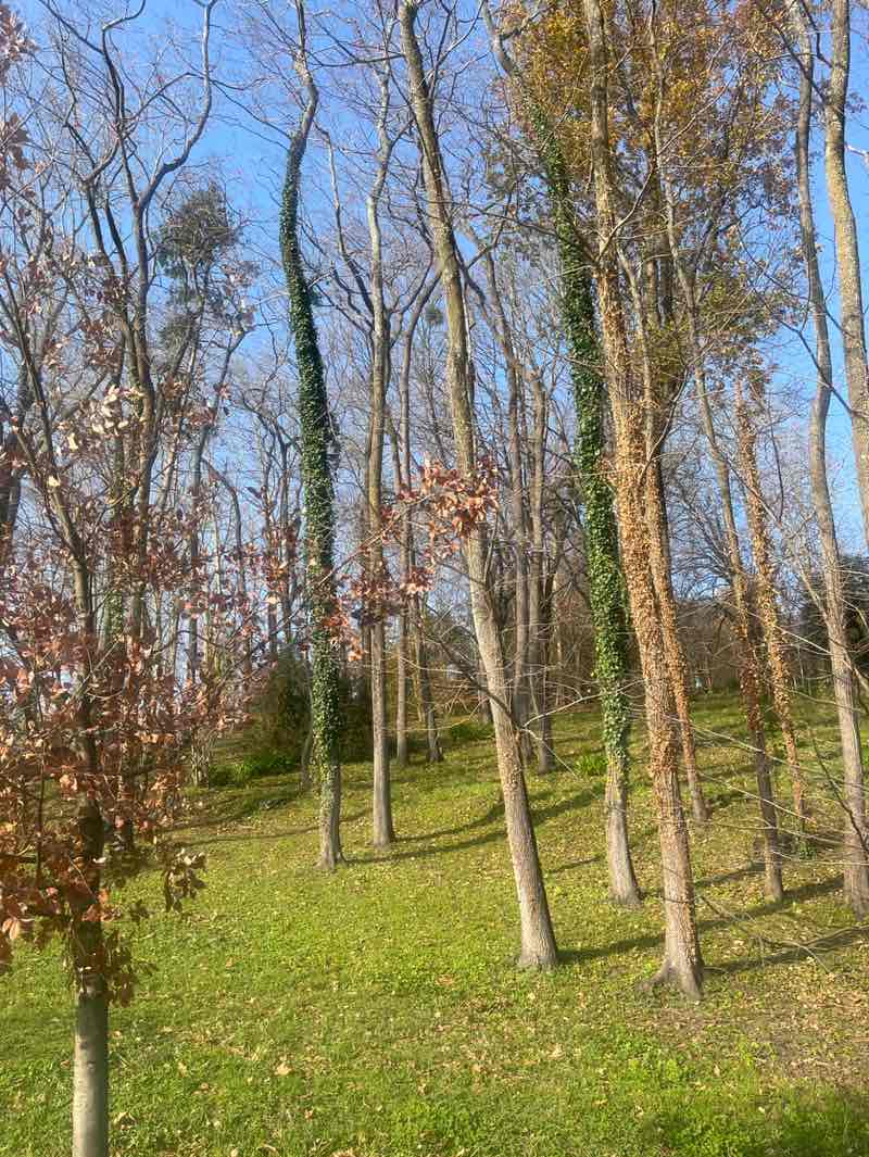 walking near me in Kristina-Enea parkea - Parque de Cristina Enea in winter