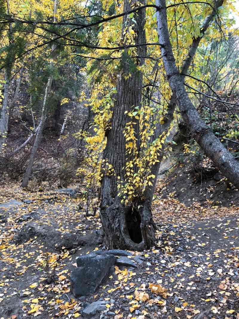 walking near me in Peterson Creek Nature Park in winter
