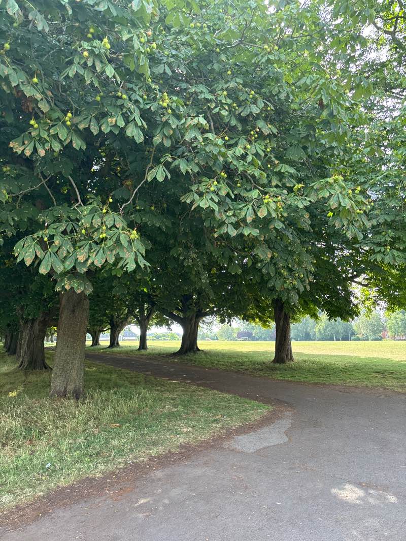 walking near me in Hamilton Park in summer