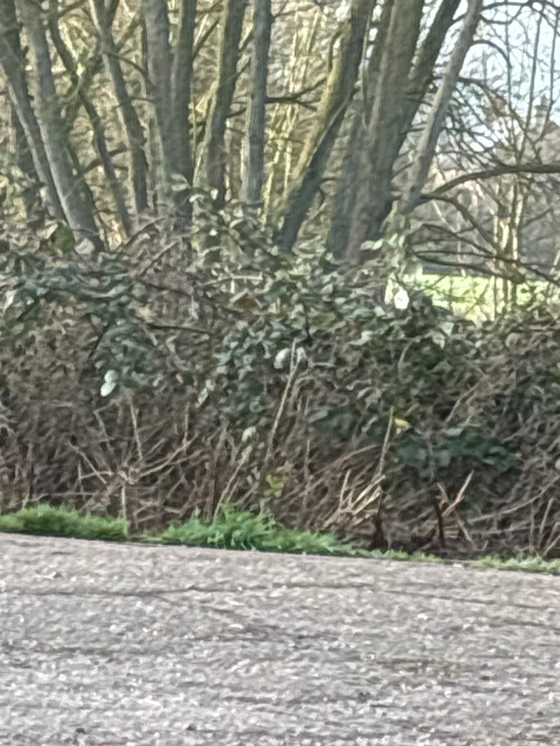 walking near me in French Weir in winter