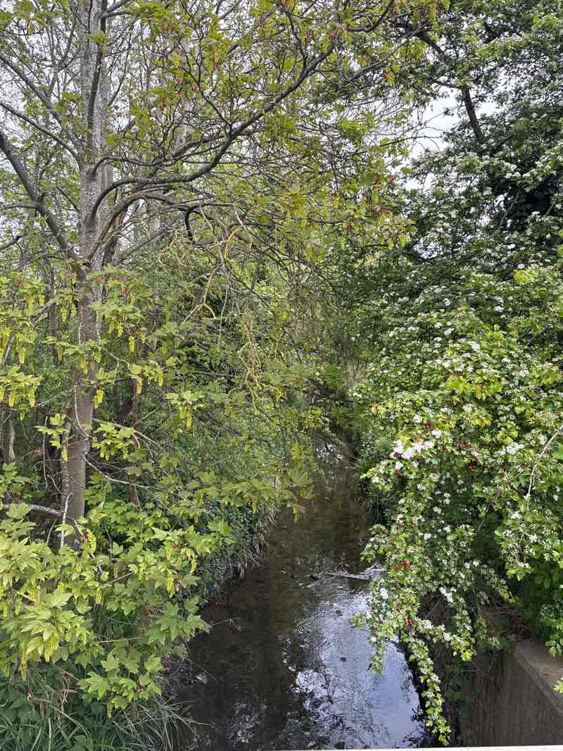 walking near me in Brook Common in spring
