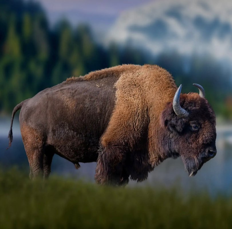 Tatanka