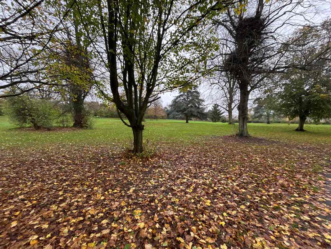 walking near me in Chineham Park in autumn