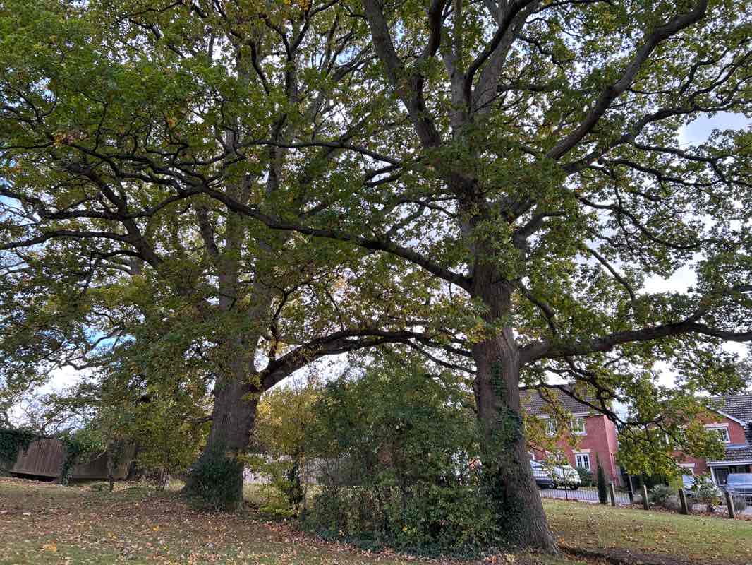 walking near me in Knowle Park in autumn