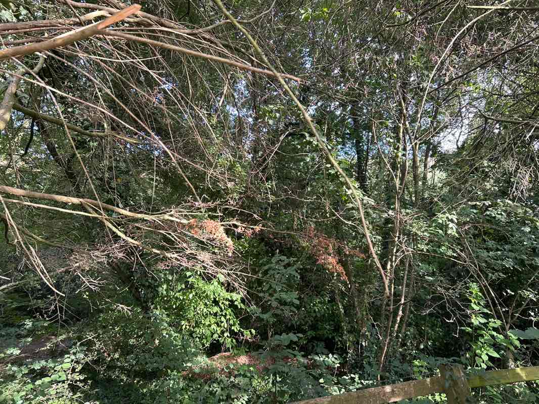 walking near me in North End Nature Park in summer