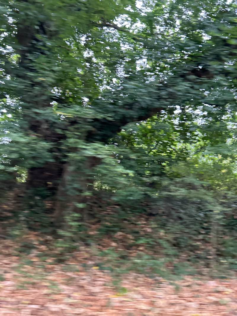 walking near me in Avenue Park in autumn