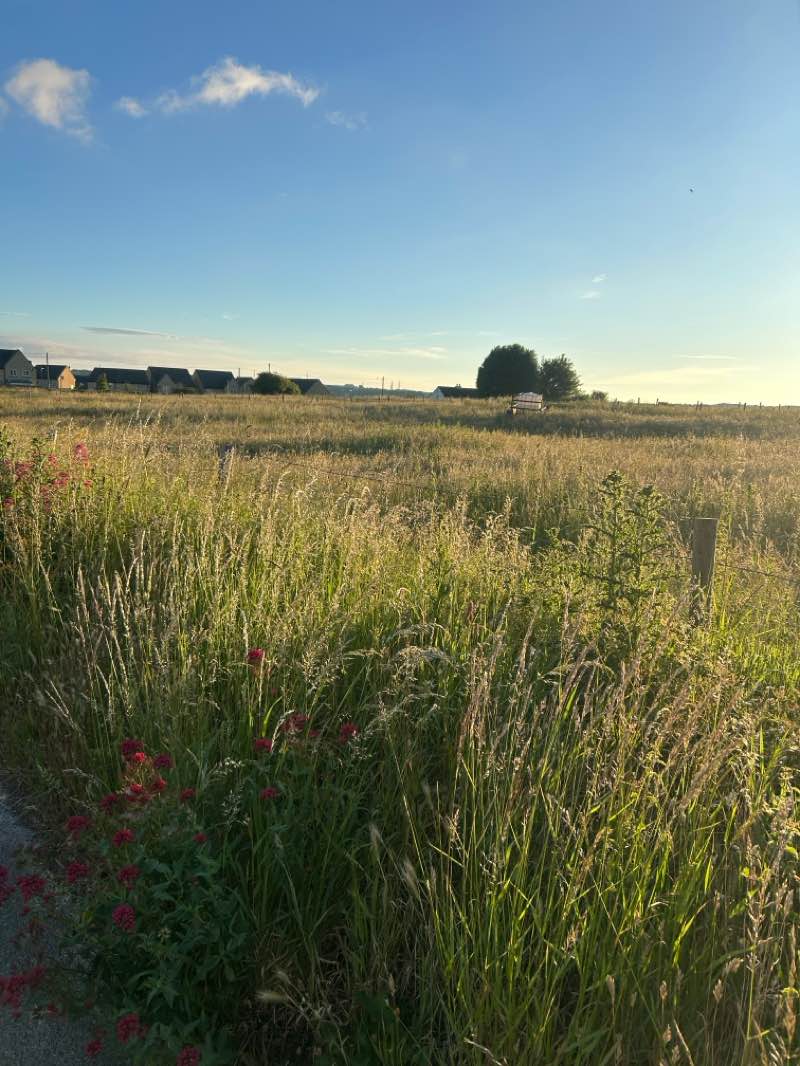 walking near me in Staincliffe Park in summer