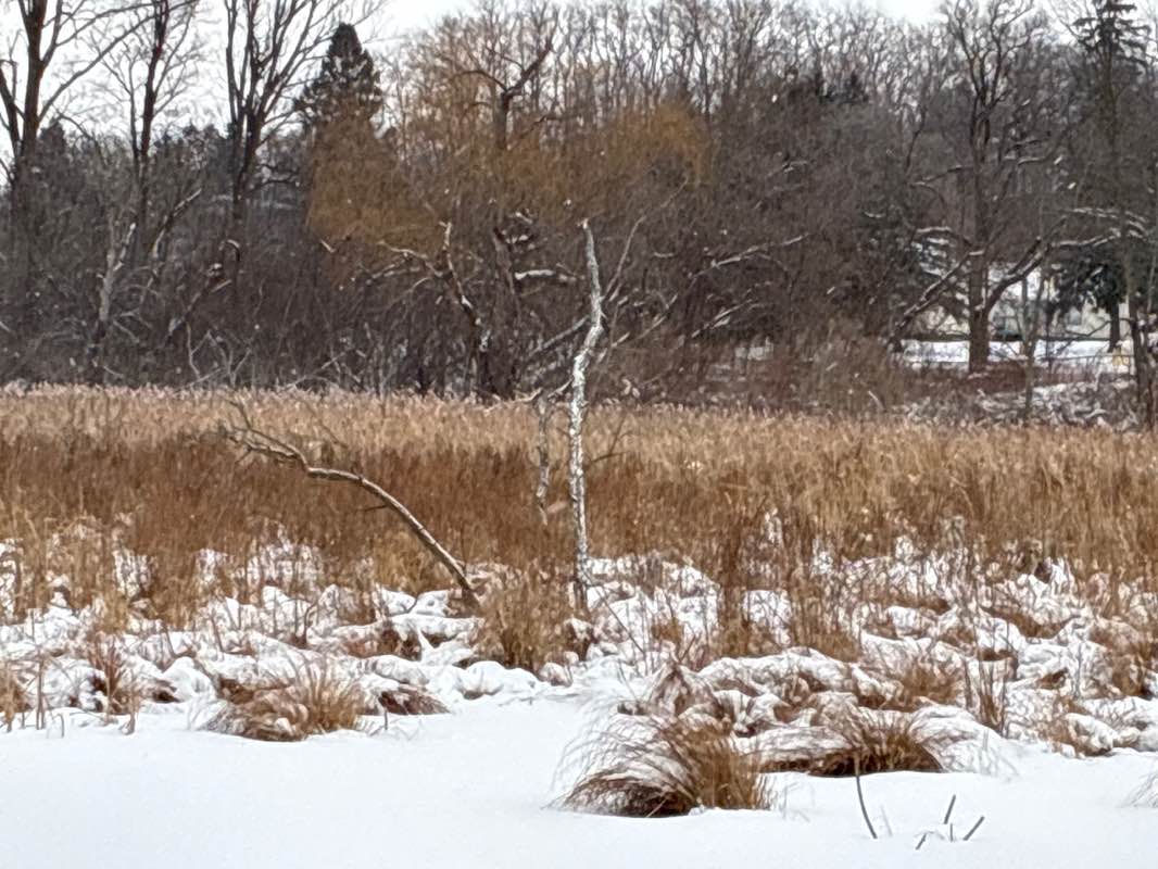walking near me in Clintonwood Park in winter