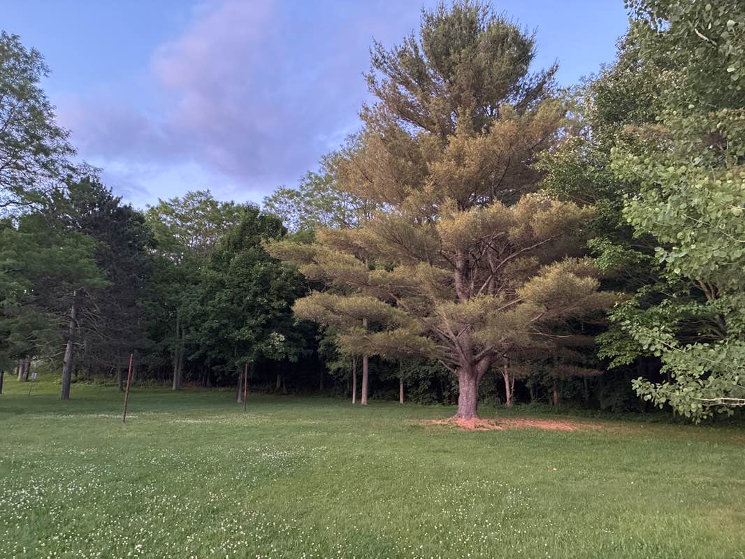 walking near me in Hayford Park in summer