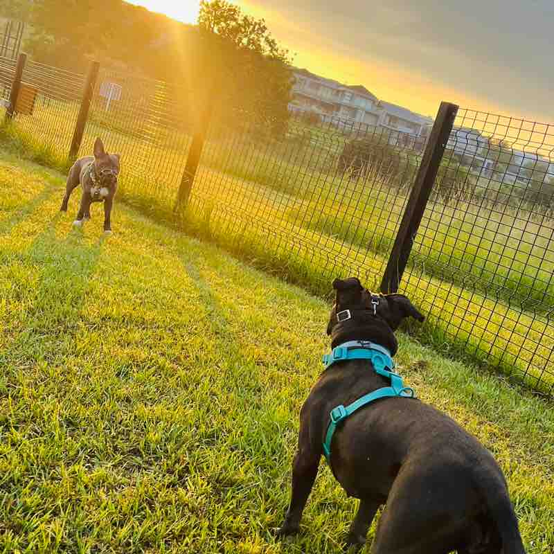 ♥️SOUTH AFRICA PACERS❤️ Sr. Strong post image