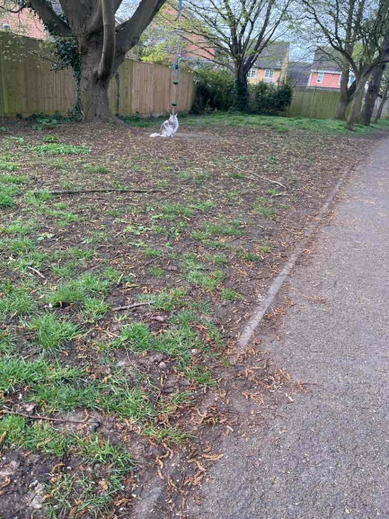 walking near me in Sherwood Avenue Playground in spring