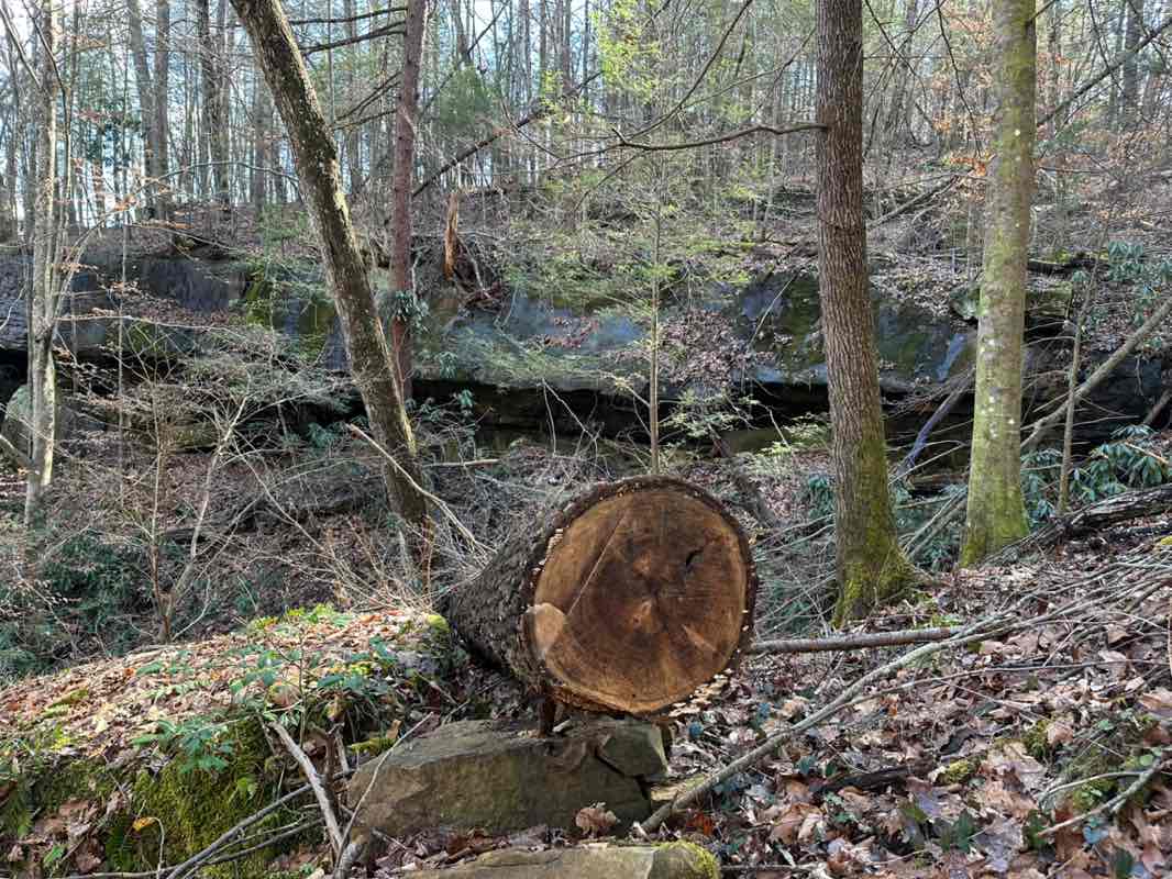 walking near me in Rotary Park South in winter