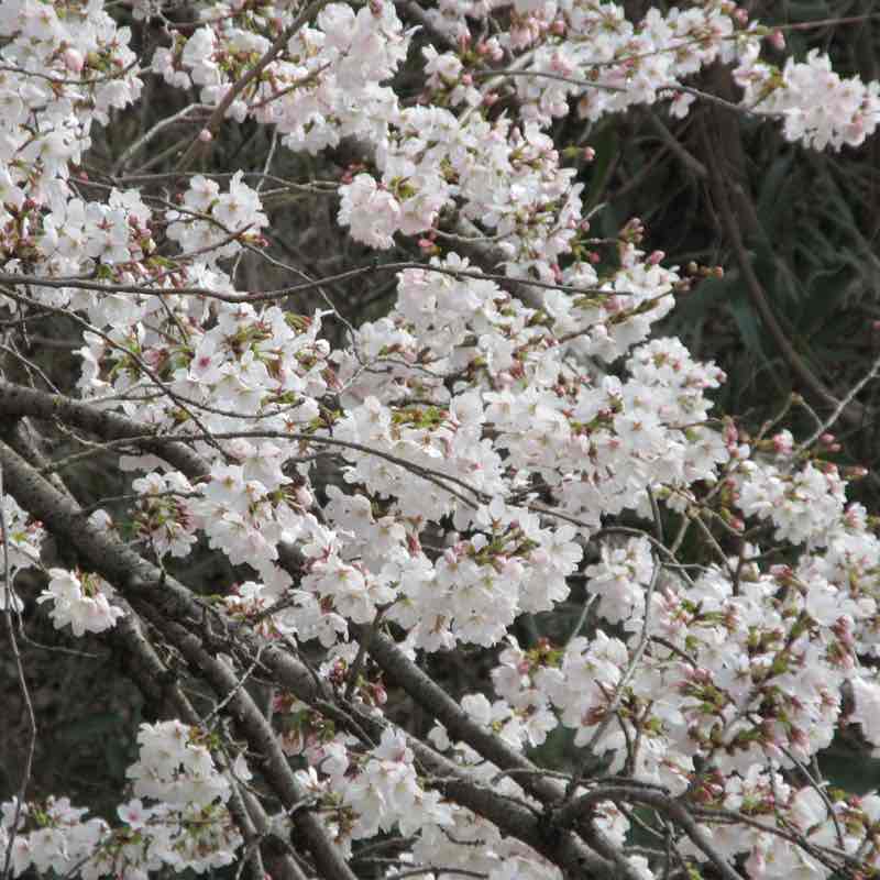 康（Yasushi）🇯🇵 post 2