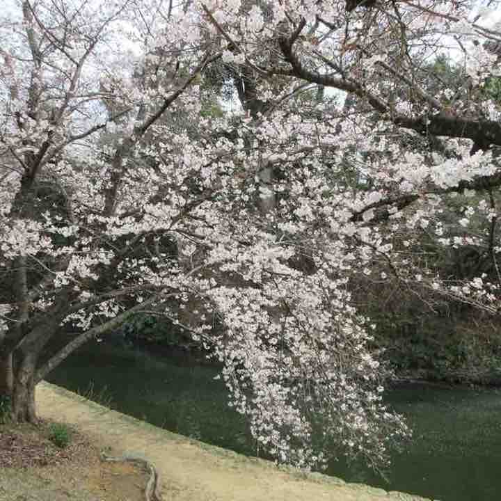 康（Yasushi）🇯🇵 post 1