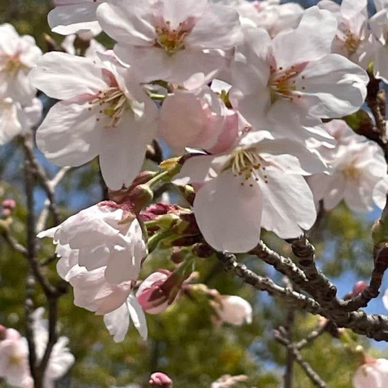 康（Yasushi）🇯🇵 post 1