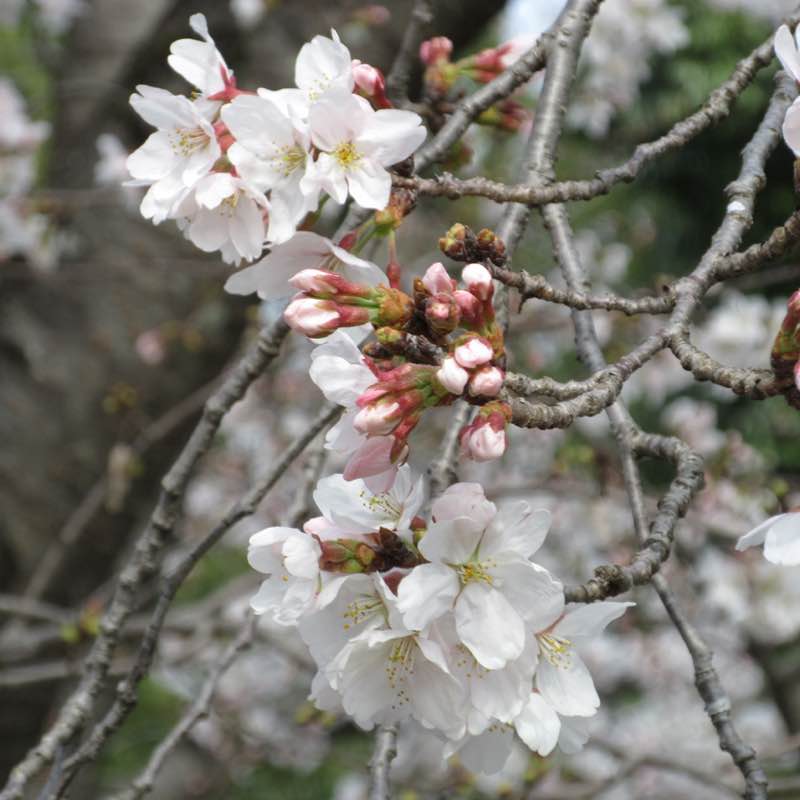 康（Yasushi）🇯🇵 post 2