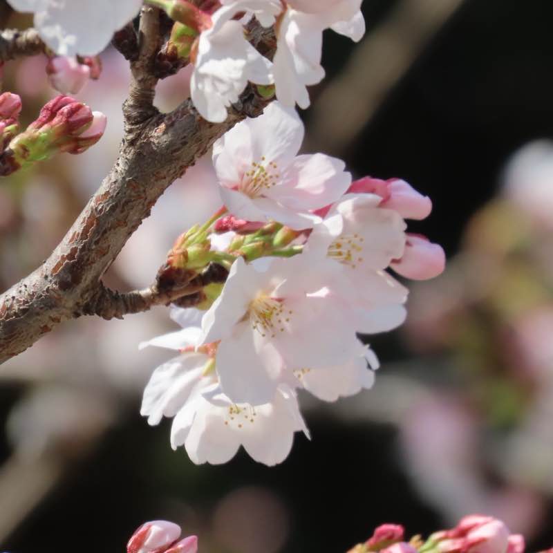 康（Yasushi）🇯🇵 post 2