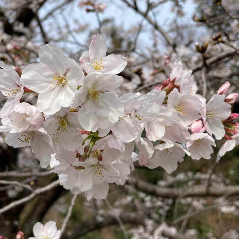 康（Yasushi）🇯🇵 post 3