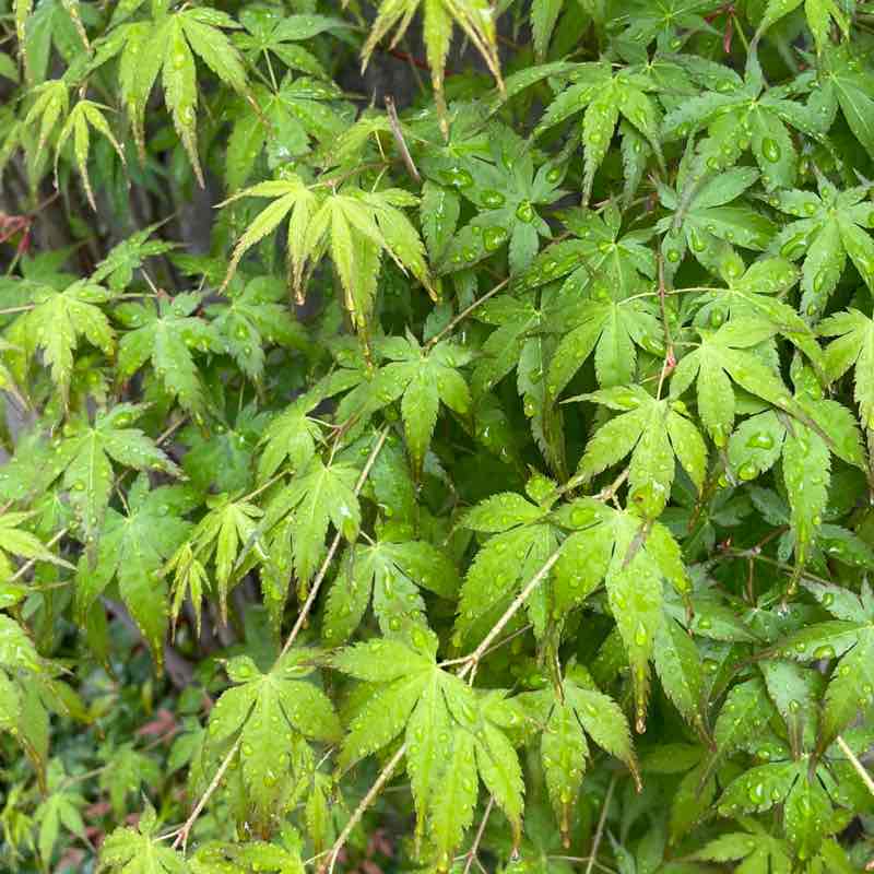 May Distance Challenge 康（Yasushi）🇯🇵 post image