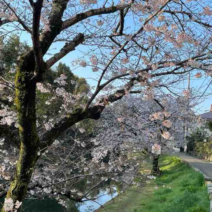 November Steps Challenge 康（Yasushi）🇯🇵 post image