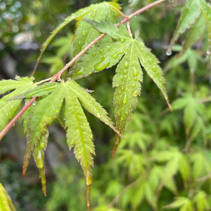 May Distance Challenge 康（Yasushi）🇯🇵 post image