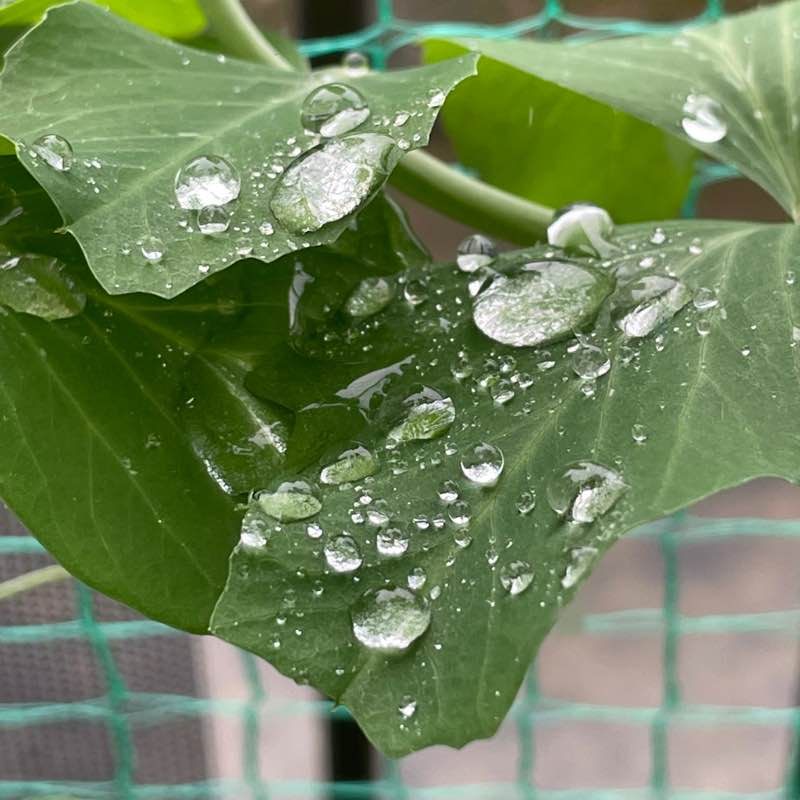 May Distance Challenge 康（Yasushi）🇯🇵 post image