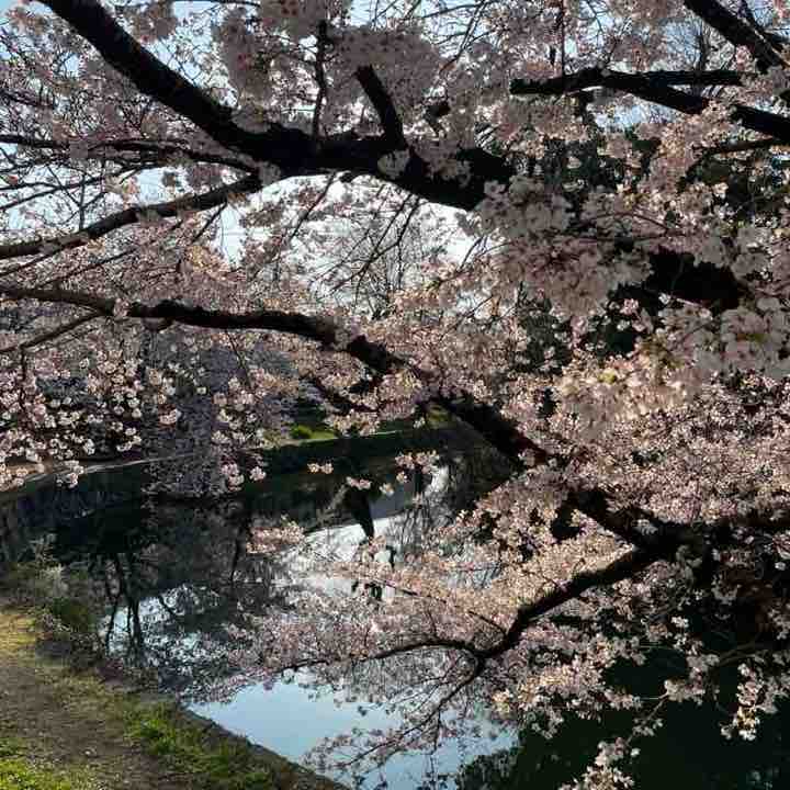 November Steps Challenge 康（Yasushi）🇯🇵 post image