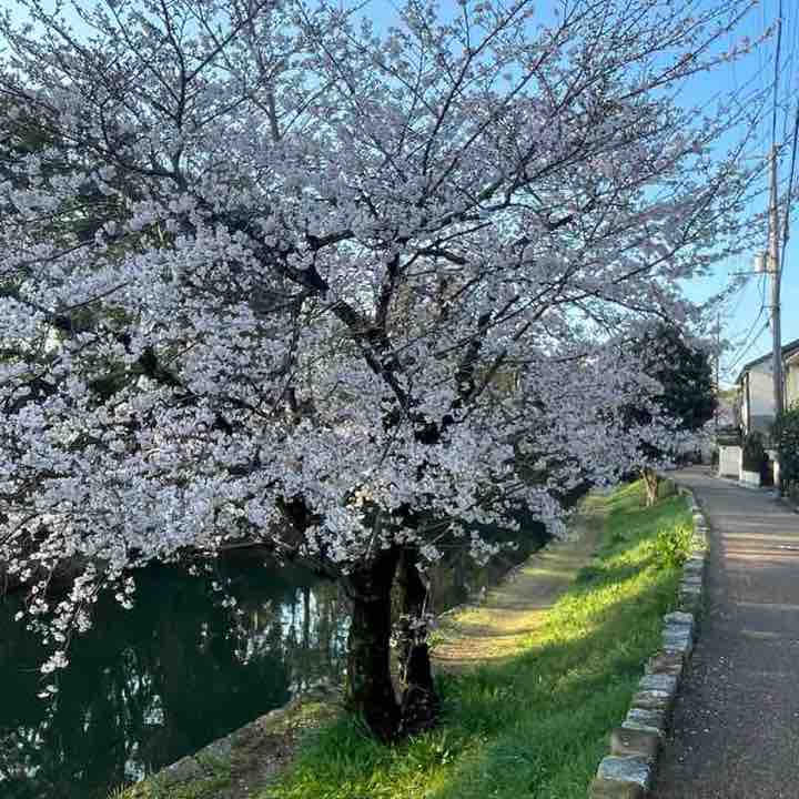 November Steps Challenge 康（Yasushi）🇯🇵 post image