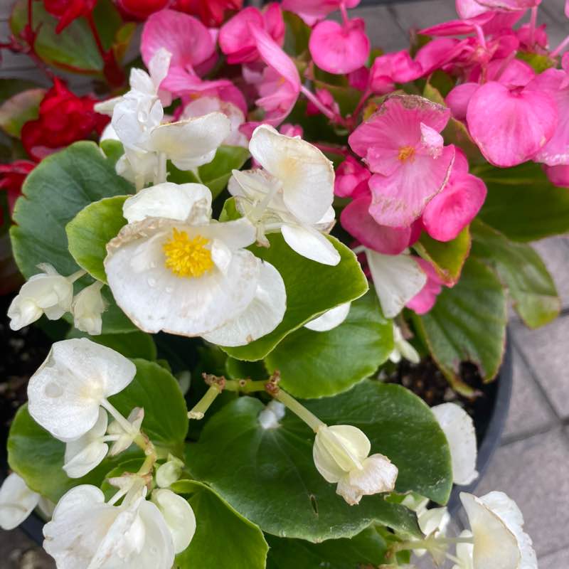 康（Yasushi）🇯🇵 post 3