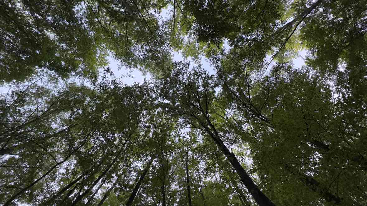 walking near me in Three Lakes Park in spring