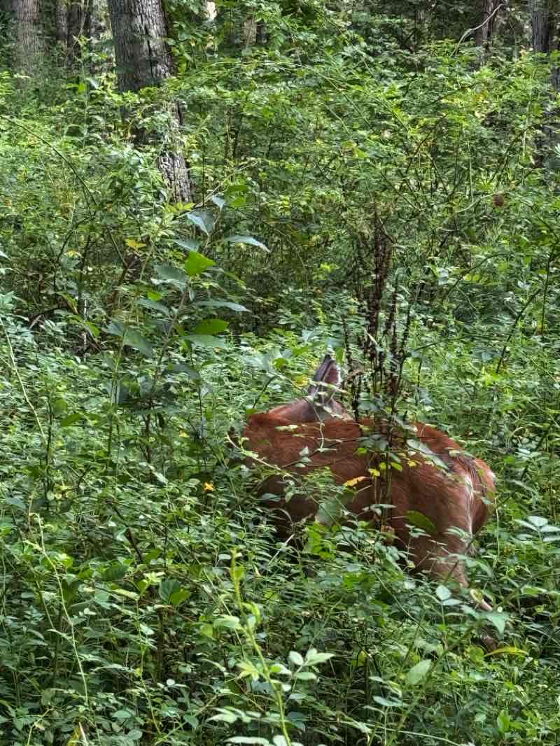 walking near me in Loantaka Brook Reservation in autumn