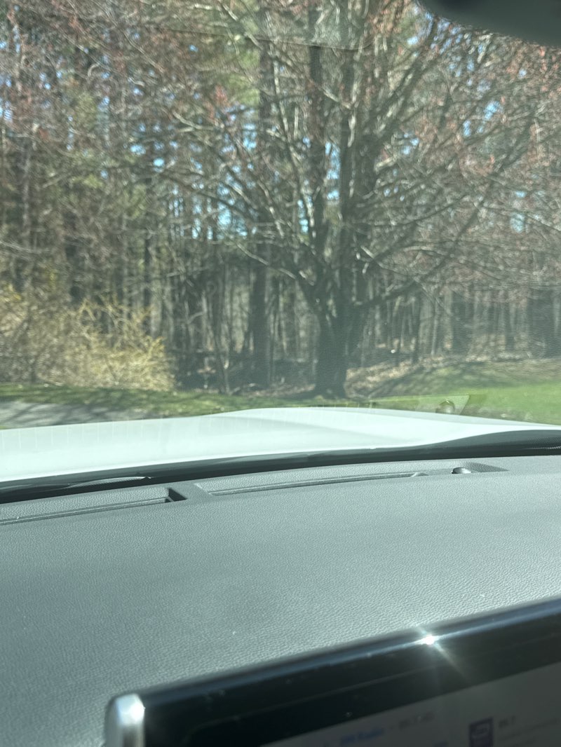 walking near me in Carmichael Swamp Conservation Area II in spring