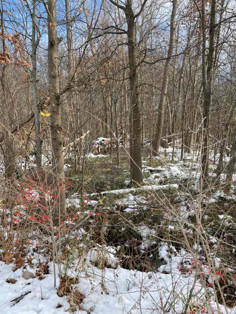 walking near me in Heritage Park in winter