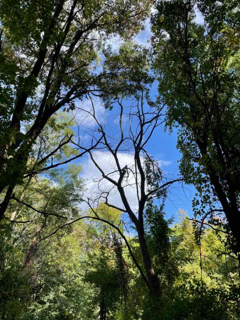 walking near me in Hickory Ridge Pines in winter