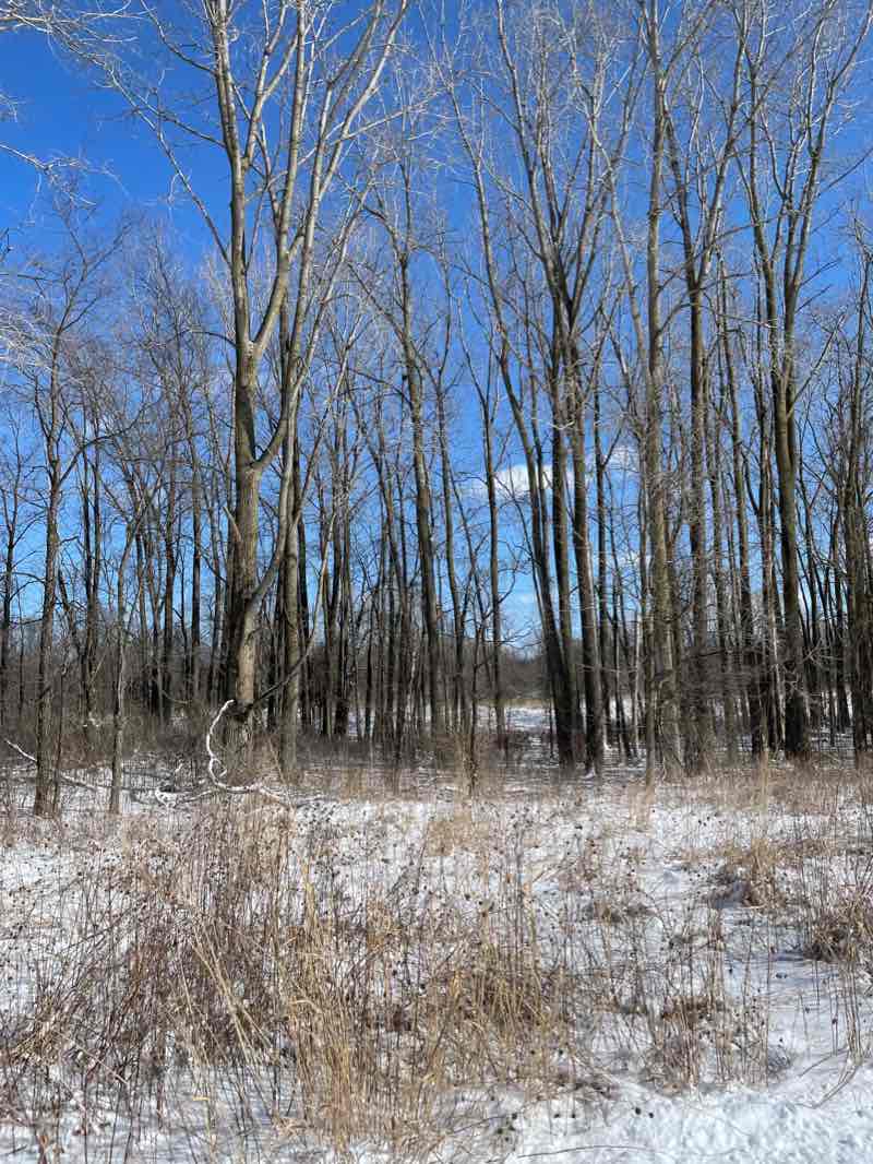 walking near me in Mill Creek Park North in winter