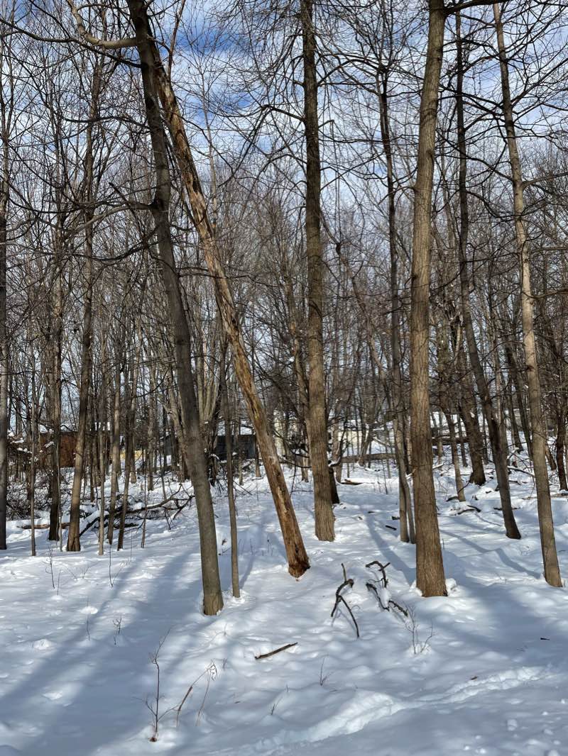 walking near me in Sharp Park in winter