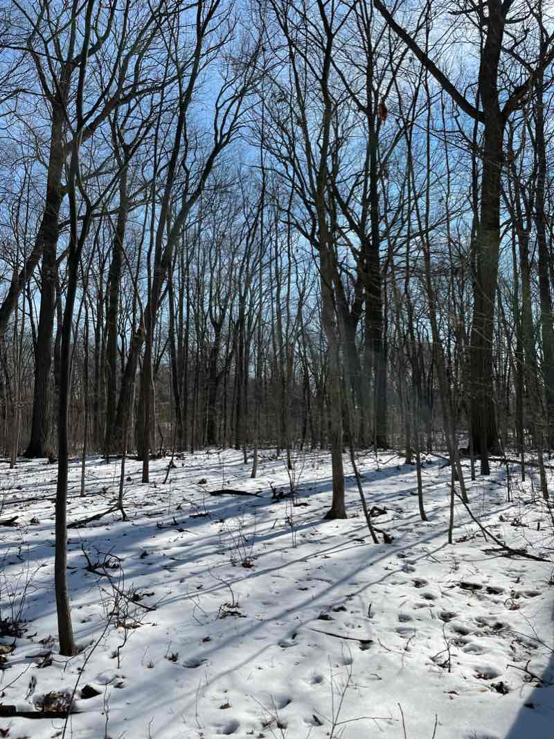 walking near me in Montibeller Park in winter