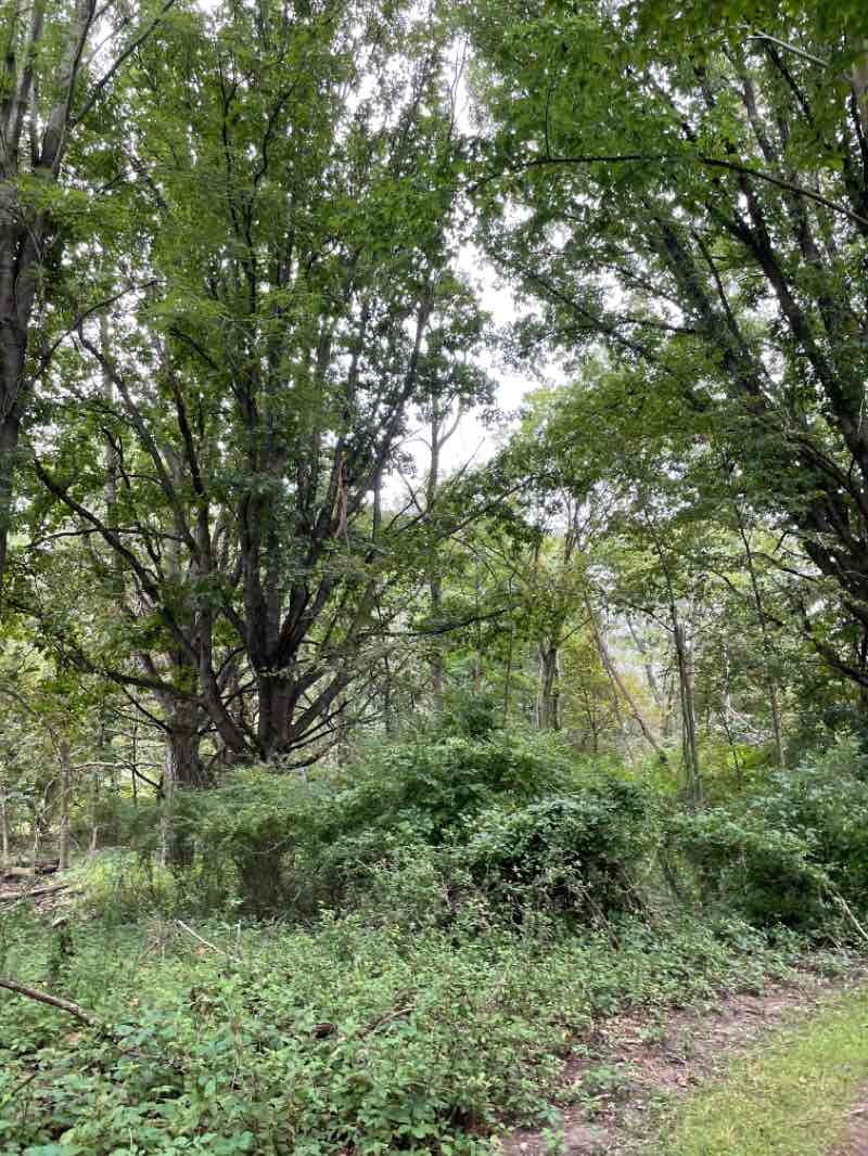 walking near me in McNabb Park in winter