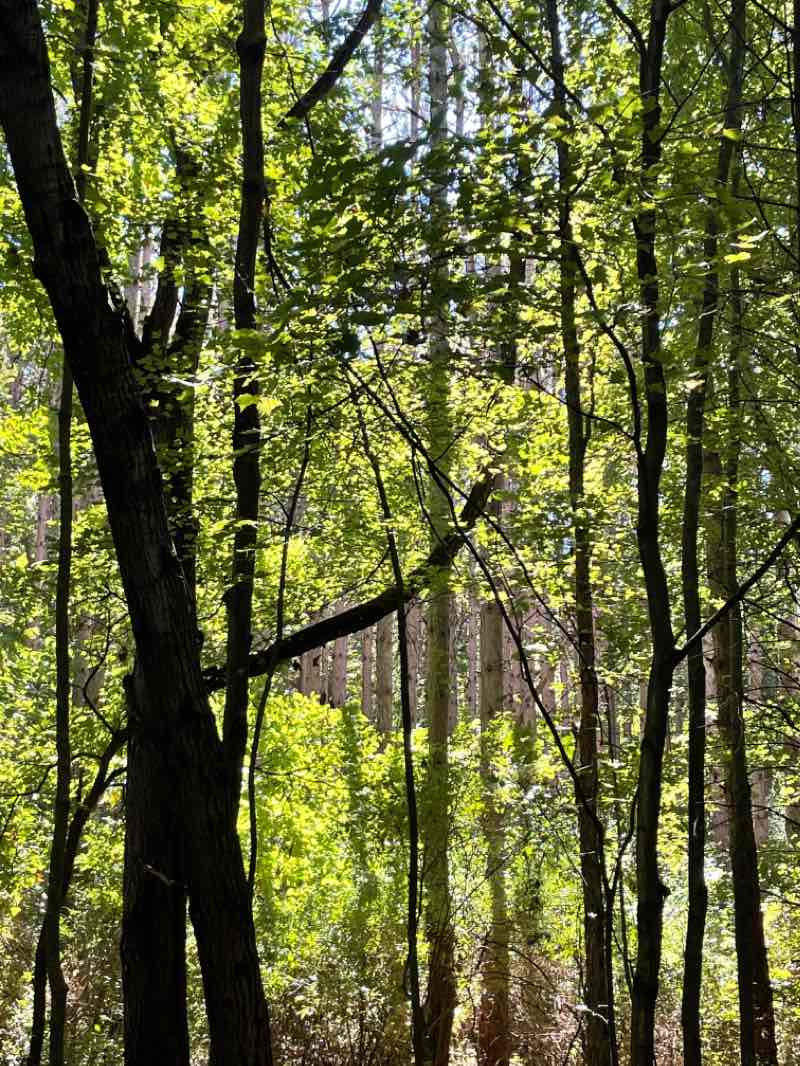 walking near me in Oak Openings Preserve Metropark in winter
