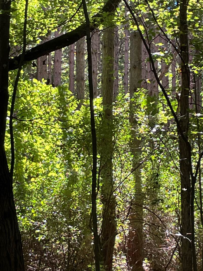 walking near me in Oak Openings Preserve Metropark in winter