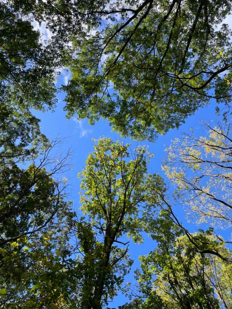 walking near me in Oakwoods Metropark in winter