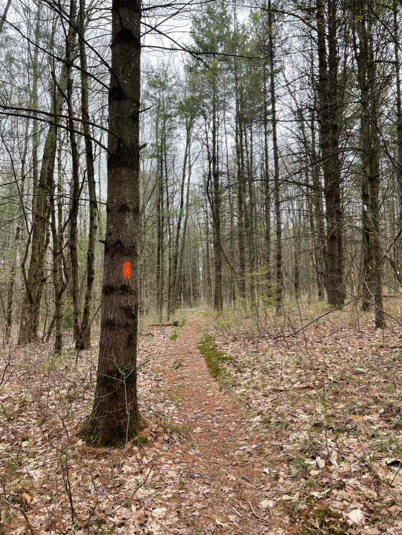 walking near me in Finger Lakes National Forest in winter